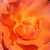 Orange - Rosiers floribunda - Courtoisie